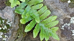 Polypodium macaronesicum azoricum