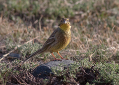 Emberiza citrinella × leucocephalos