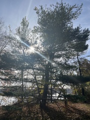 Pinus strobus