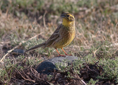 Emberiza citrinella × leucocephalos