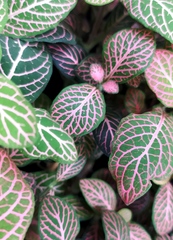 Fittonia albivenis