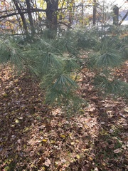 Pinus strobus