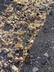 Megaphasma denticrus