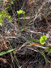 Sarracenia