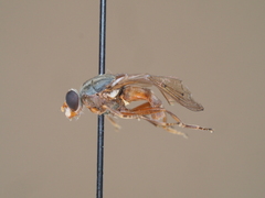 Brachyopa maculipennis