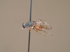 Brachyopa maculipennis