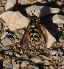 Chrysotoxum intermedium