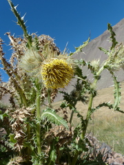 Cirsium funkiae