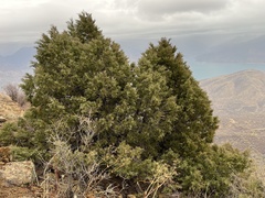 Juniperus seravschanica