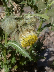 Cirsium funkiae