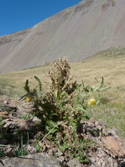 Cirsium funkiae