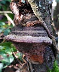 Phellinus pomaceus
