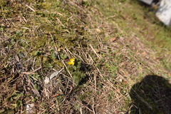 Adonis amurensis