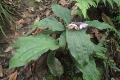 Calanthe masuca