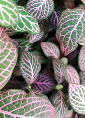 Fittonia albivenis