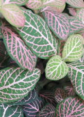 Fittonia albivenis