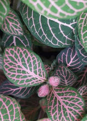 Fittonia albivenis