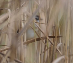 Acrocephalus melanopogon