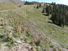 Cirsium funkiae