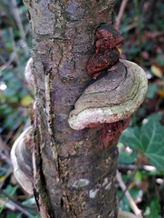 Phellinus pomaceus