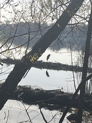 Ardea herodias