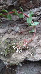 Crassula pellucida marginalis