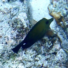Zebrasoma scopas