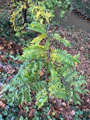 Gleditsia triacanthos