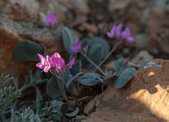 Gueldenstaedtia monophylla