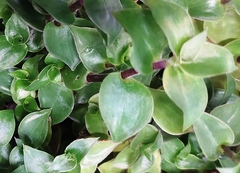 Callisia repens
