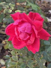 Rosa