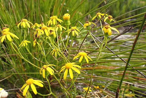 Image of Senecio ilicifolius by no rights reserved