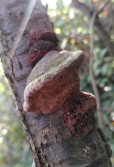 Phellinus pomaceus