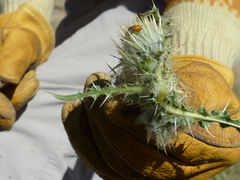 Cirsium funkiae