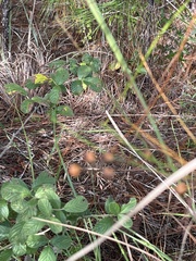 Rhynchospora megalocarpa