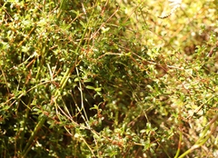 Cliffortia ferruginea