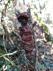 Phellinus pomaceus