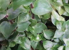 Callisia repens