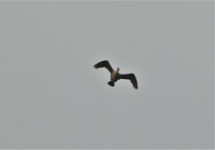 Phalacrocorax