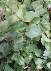 Callisia repens
