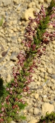Erica rubiginosa rubiginosa