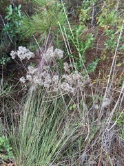 Eupatorium mohrii