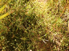 Cliffortia ferruginea