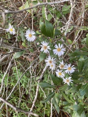 Ampelaster carolinianus