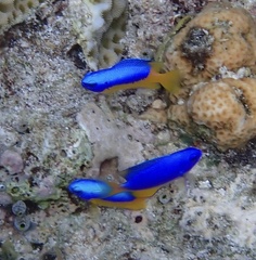 Pomacentrus auriventris