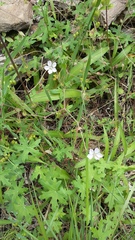 Geranium ornithopodon
