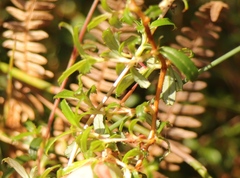 Cliffortia ferruginea