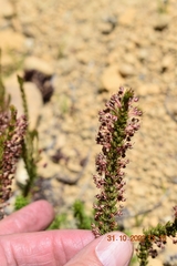 Erica rubiginosa rubiginosa