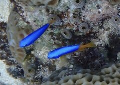 Pomacentrus auriventris