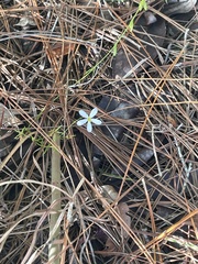 Gentianaceae